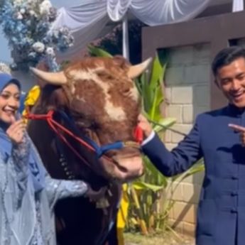 Viral Seorang Pria Beri Mahar Sapi Jumbo 900 Kg Demi Nikahi Pujaan Hati