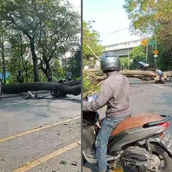 Ngeri! Pohon Besar Tumbang Timpa Motor, Korban Sampai Kejepit