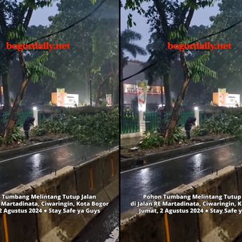 Video Detik-detik Pohon Tumbang di Bogor Bikin Pengendara Was-was