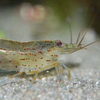 Fenomena Unik, Gerombolan Udang Kecil Menarik Perhatian di Tanggul Bone Bolango