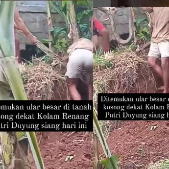 Ngeri! Ular Besar di Temukan Samping Kolam Renang di Depok