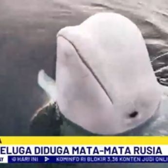 Hvaldimir Paus Beluga Diduga Mata-mata Rusia Mati Diberondong Peluru, Siapa Pelakunya?