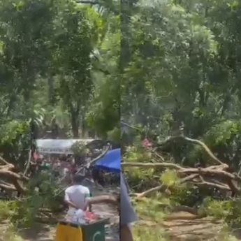 Pohon Besar Tumbang di Kebun Binatang Ragunan, Pengunjung Panik Berlarian