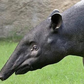 Viral! Tapir Ukuran Besar Masuk Rumah dan Naik Lantai 2 Bikin Geger Warga