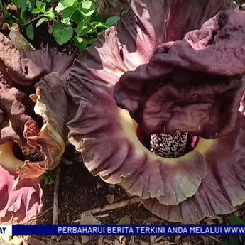 Fenomena Unik, Bunga Bangkai Mekar Sempurna di Depok