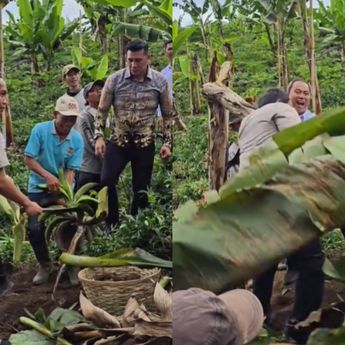 Menhut Raja Juli Antoni Hampir Ketiban Pohon Pisang Saat Kunjungi Lumajang