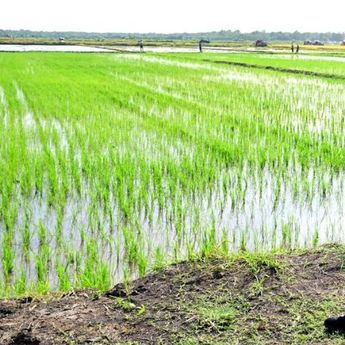 Prabowo Kunjungi Merauke: Panen Padi Bersama Petani