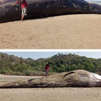 Paus Sperma Raksasa Terdampar di Pesisi Pantai Sumba Timur