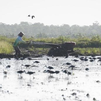 Tegas, Kementan Minta Petani Laporkan Pungli Bantuan Alat dan Mesin Pertanian