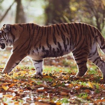 Seekor Harimau Tewas Terlindas Truk di Jalan Raya Perak, Malaysia