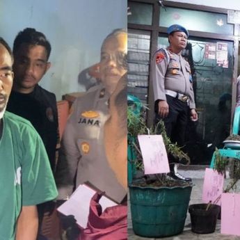 Polisi Tangkap Pelaku Penanam Ganja di Cengkareng