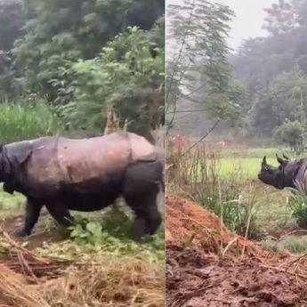 Viral! Badak Liar Masuk ke Pemukiman Warga,