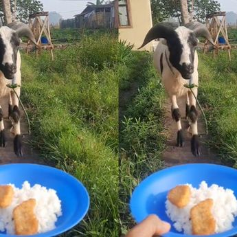 Viral! Seekor Kambing Jadi Sorotan karena Suka Makan Nugget Campur Nasi