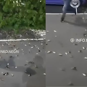 Puluhan Burung Pipit Mati Massal di Bandara Ngurah Rai, Ini Penyebabnya