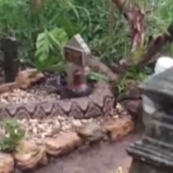 Viral! Ular Besar Mengelilingi Makam Bikin Merinding yang Lihat