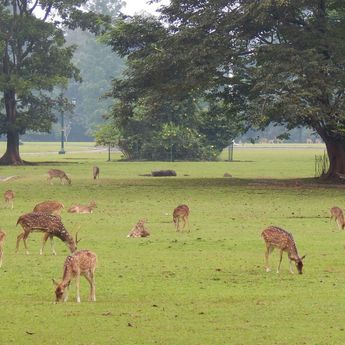 9 Tempat Wisata Terbaik di Bogor untuk Liburan Akhir Tahun yang Menyenangkan