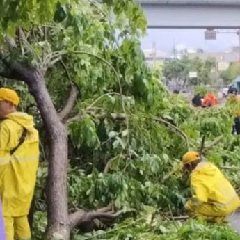 Hujan Disertai Angin Kencang, 44 Pohon di Jakarta Pusat Terkena Dampaknya