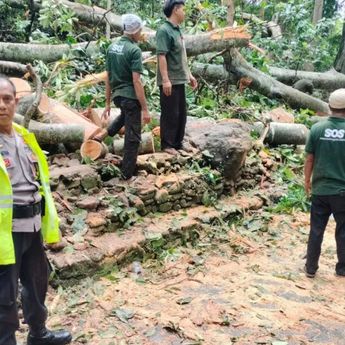 Kronologi 2 WNA Tewas Tertimpa Pohon di Monkey Forest Ubud