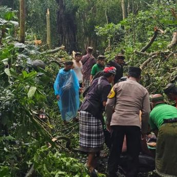 2 WNA Meninggal Dunia Akibat Pohon Tumbang di Ubud, Ini Kata Polisi