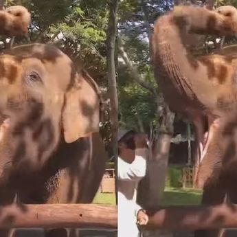 Molly, Gajah Betina Seberat 2,5 Ton Mati Terseret Banjir di Bali Zoo