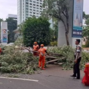 Pohon Tumbang di Jalan Gelora Senayan Bikin Macet