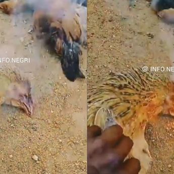 Viral Belasan Ayam Mati Mendadak, Mulutnya Berkali-Kali Semburkan Api