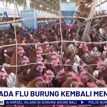 Flu Burung Kembali Merebak di AS, Waspadai Penularan ke Kucing dan Anjing