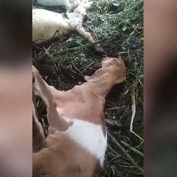 Puluhan Kambing Mati Mendadak di Ponorogo, Peternak Rugi Hingga Ratusan Juta