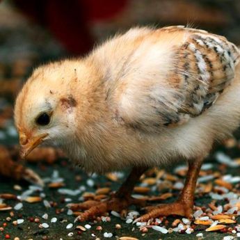 Ritual Sesat Berujung Maut, Pria Tewas Usai Telan Anak Ayam Hidup-hidup