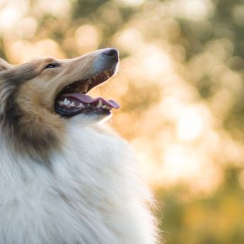 Pasien Digigit Anjing Malah Diminta Gigit Balik oleh Petugas Puskesmas Bengkulu