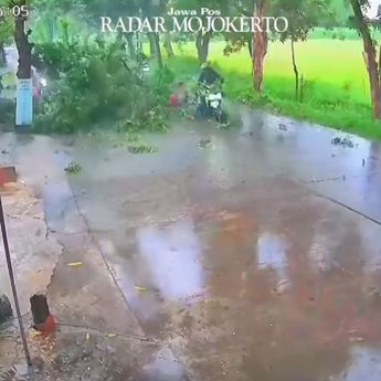 VIDEO: Detik-detik Pohon Timpa Pemotor Usai Dihantam Kontainer