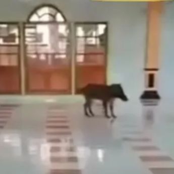 Viral! Babi Hutan Masuk Masjid di Cianjur