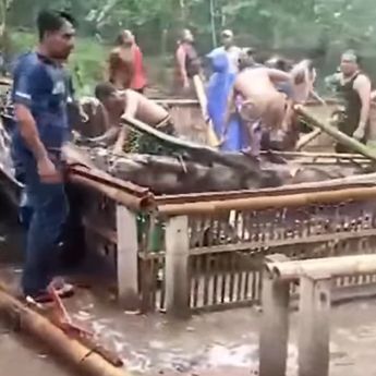 VIDEO: Lagi Main Sambung Ayam Tertimpa Pohon Aren, 3 Orang Tewas Mengenaskan