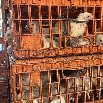 Omzet Penjualan Ayam Gelonggongan di Jakarta Selatan Tembus Rp10 Juta per Hari