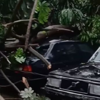 Hujan Deras di Depok, Pohon Tumbang Timpa Mobil