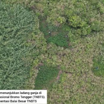 Viral Ada 59 Titik Ladang Ganja di Kawasan Gunung Bromo, Pantas Dilarang Terbangin Drone