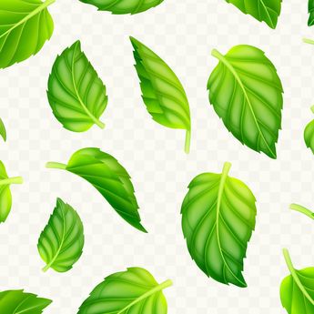 Manfaat Daun Herbal Bidara, Pengobatan Alami untuk Sembuhkan Luka