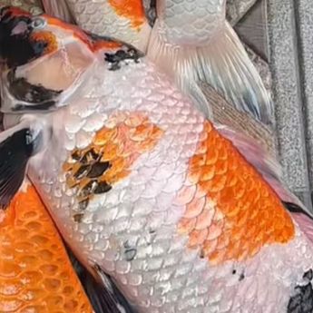  Ikan Koi Rp50 Juta Mati Akibat Listrik Padam di Bali