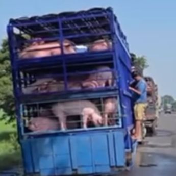 Viral! Rombongan Babi Dimandikan di Irigasi Pantura Indramayu