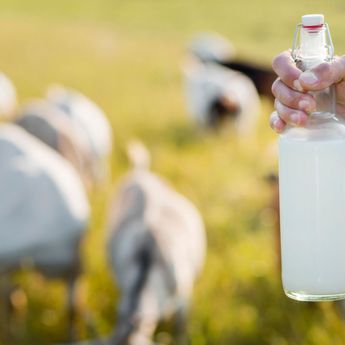 Manfaat Susu Kambing: Khasiat, Nutrisi, dan Kenapa Anda Harus Mencobanya