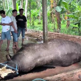 Sapi Kurban Milik Prabowo Mati Mendadak Sebelum Idul Adha di Polewali Mandar