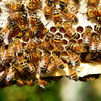 Manfaat Propolis, Rahasia Kesehatan Alami dari Sarang Lebah yang Jarang Diketahui