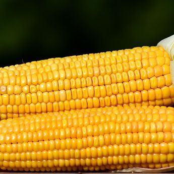 Manfaat Jagung bagi Kesehatan, Sumber Energi Alami yang Kaya Nutrisi