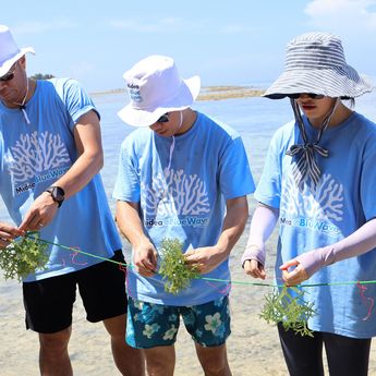 Potret Tanam Setengah Ton Rumput Laut di Pulau Tidung