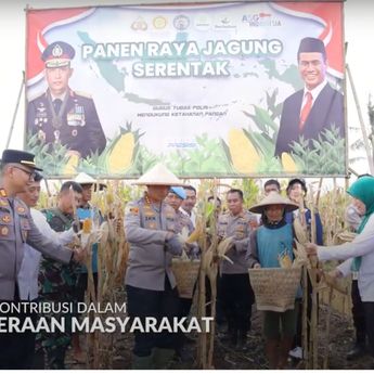 Panen Raya Jagung di Tegal Angus, Kolaborasi untuk Kemandirian Pangan dan Kesejahteraan Petani