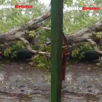 VIDEO: Motor Ringsek Tergencet Pohon Tumbang
