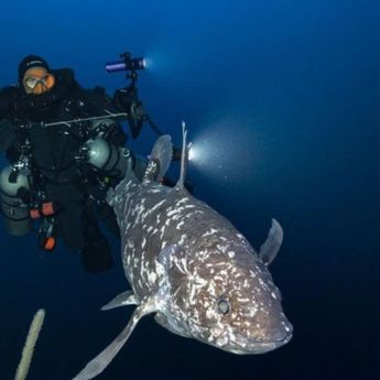Pertama di Dunia! Penampakan Ikan Purba dalam Kondisi Hidup di Maluku Utara