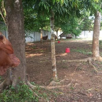 Prabowo Sumbang 8 Sapi Jumbo untuk Kurban di Bangka Belitung