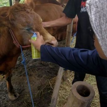 Tips Memilih Hewan Kurban yang Sehat dan Berkualitas