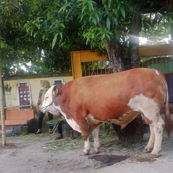 Prabowo Kurban Sapi 1,25 Ton di Masjid Istiqlal